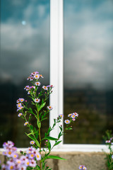 Lavender daisies in front of a reflective window frame