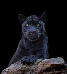 Fototapeten Panther Portrait of black jaguar in black background  © xyo33