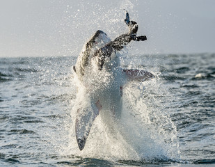 Fototapeta premium Great White Shark (Carcharodon carcharias) breaching in an attack. Hunting of a Great White Shark (Carcharodon carcharias). South Africa