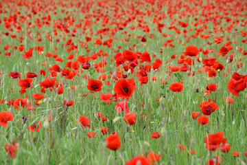 poppy field of red poppies