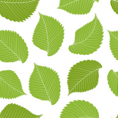 Green Elm leves seamless pattern. Vector illustration