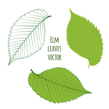 Green elm leaves isolated on white background. Vector illustration