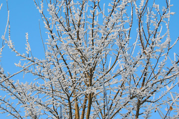 Fototapeta na wymiar snowy winter. snow. frost
