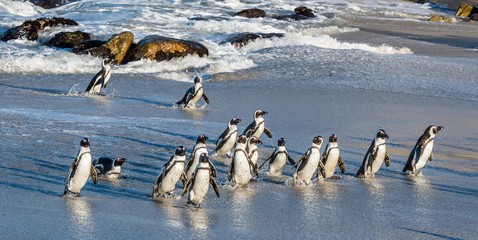 African penguins walk out of the ocean on the sandy beach. African penguin ( Spheniscus demersus) also known as the jackass penguin and black-footed penguin. Boulders colony. Cape Town. South Africa