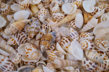 Handcraft materials, lots of shells