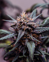 Sherbert Smoothie Indica Cannabis Plant Bud Pre Harvest