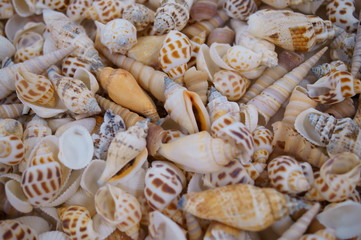 Handcraft materials, lots of shells