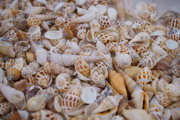 Handcraft materials, lots of shells