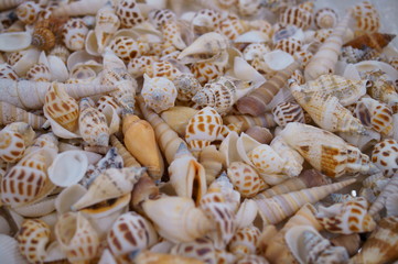 Handcraft materials, lots of shells