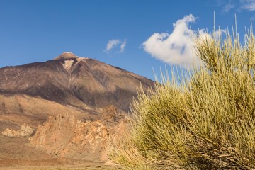 Fototapeta premium landscape view of vulcano Teide on on island Tenerife with brush in front
