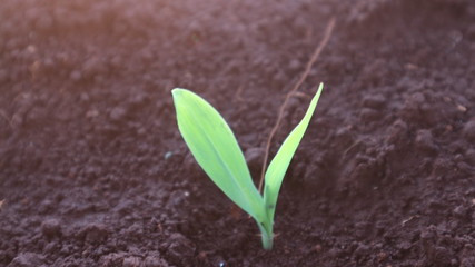 Corn seedlings in the evening, with the shining sun