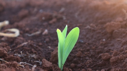 Corn seedlings in the evening, with the shining sun
