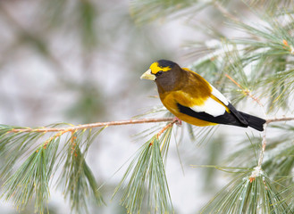 Evening Grosbeak (Coccothraustes vespertinus) male perched on a branch in Algonquin Park
