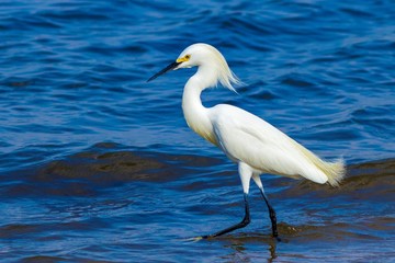 Garça na praia 1