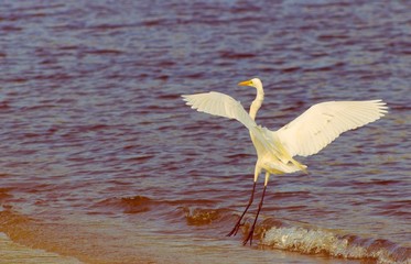 Gar&ccedil;a pousando 2