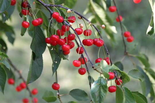 Cerises aigres (Prunus cerasus)