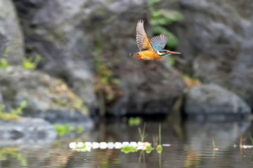 kingfisher flying over the pond