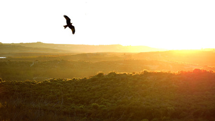 Naklejka na ściany i meble Wild Spanish imperial eagle flies in the Montes de Toledo in the Iberian Peninsula, at sunset. Aquila adalberti or Iberian imperial eagle, Spanish eagles flying in freedom, Madrid, Spain, 2019