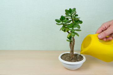 A man pours a money tree with water from a yellow watering can. Latin name Crassula. Place for text