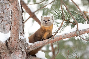 Pine marten on a snow covered tree branch in Algonquin Park, Canada