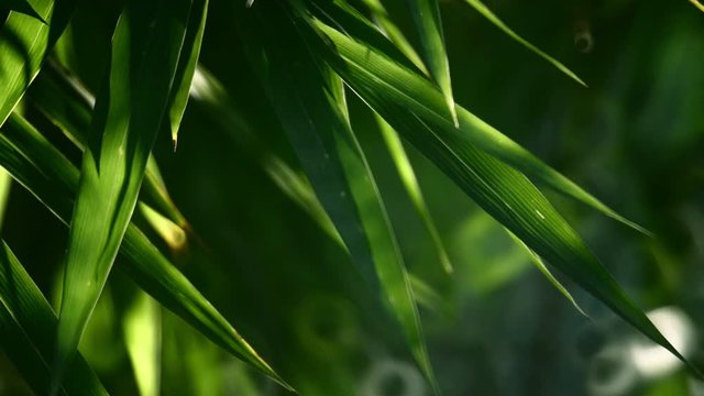 Bamboo Leaves Muted