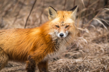 A cranky looking red fox in Northwest Ontario, Canada.