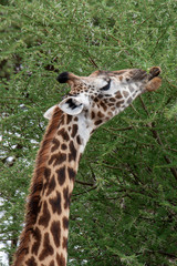 Giraffe animals in safari - Tanzania