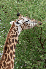 Giraffe animals in safari - Tanzania