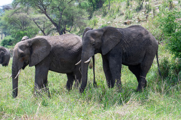 African elephant in the wild in the savannah in africa.