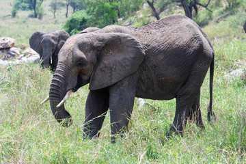 Naklejka na ściany i meble African elephant in the wild in the savannah in africa.