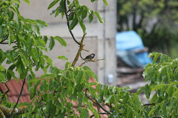 Petit oiseau © Estelle R