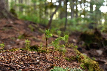 アカエゾマツの幼樹