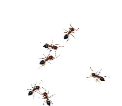small black ants on a white wall