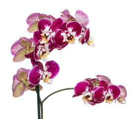 Fototapeta na wymiar branch of lilac orchid flowers on a white background