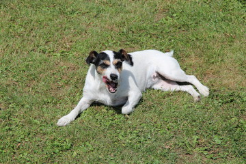 Parson russell terrier