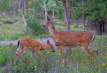 Naklejka na ściany i meble White-tailed deer fawn and doe share a tender moment in the forest in Ottawa, Canada