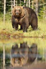 Fototapeta premium big maler brown bear serious look