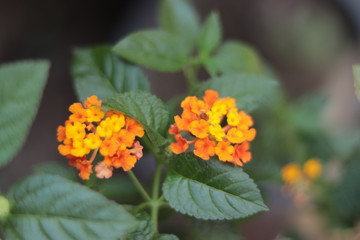 yellow flowers in the garden