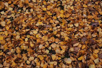 autumn, texture, leaf, fall, nature, food, stone, leaves, rock, red, pattern, brown, yellow, stones, orange, abstract, dry, color, pebble, season, grain, natural, seed, textured, backgrounds