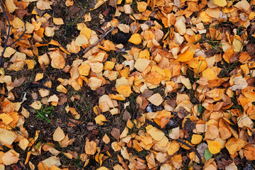 autumn, texture, leaf, fall, nature, food, stone, leaves, rock, red, pattern, brown, yellow, stones, orange, abstract, dry, color, pebble, season, grain, natural, seed, textured, backgrounds