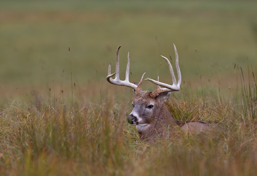 White-tailed deer buck resting in the grass in autumn during the rut in Canada