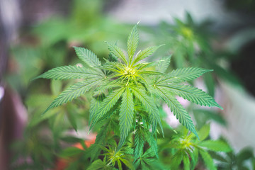 top of blooming cannabis with bright green leaves, light background