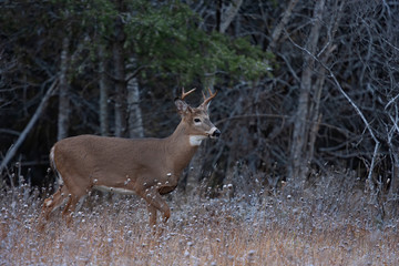 Naklejka na ściany i meble White-tailed deer buck with huge neck looking for a mate during the rut in the early morning autumn light in Canada