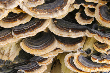 Close up detail of brown and white bracket fungus growing on a beech tree stump in a woodland in...