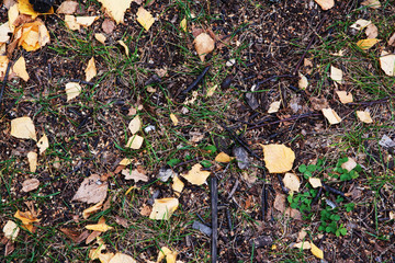 autumn, texture, leaf, fall, nature, food, stone, leaves, rock, red, pattern, brown, yellow, stones, orange, abstract, dry, color, pebble, season, grain, natural, seed, textured, backgrounds