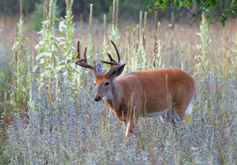 Naklejka na ściany i meble White-tailed deer buck in the early morning light with velvet antlers in spring in Canada