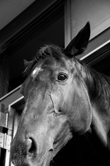 馬
