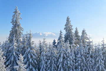 Obraz premium Winter trees covered with snow and Tatra mountains landscape.