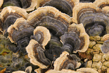 Close up detail of brown and white bracket fungus growing on a beech tree stump in a woodland in Cardiff, Wales, UK