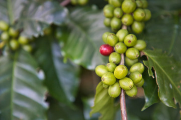 Coffee from Pyin Oo Lwin Region, Burma